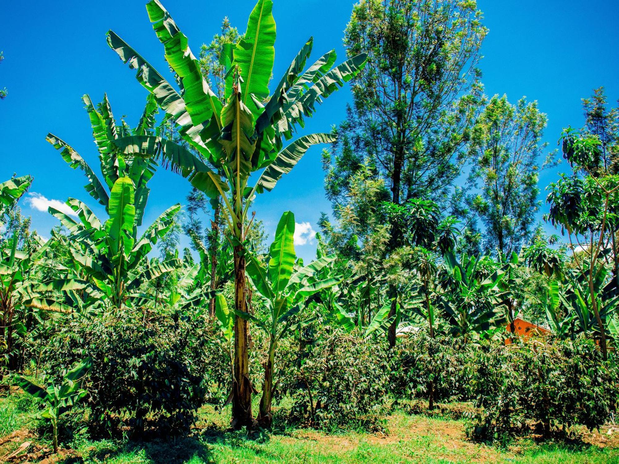 Arusha Jua Home Dış mekan fotoğraf